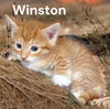 Winston