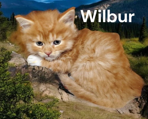 Wilbur