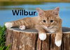 Wilbur
