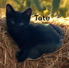 Tate