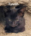 Tyson