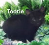 Tootie