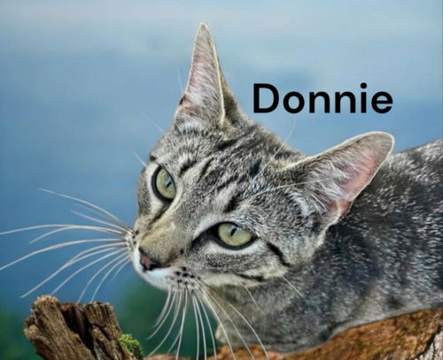 Donnie