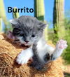 Burrito