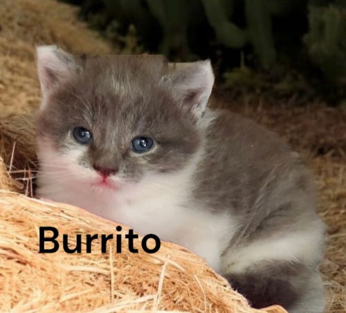 Burrito