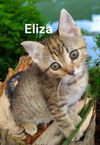 Eliza