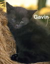Gavin