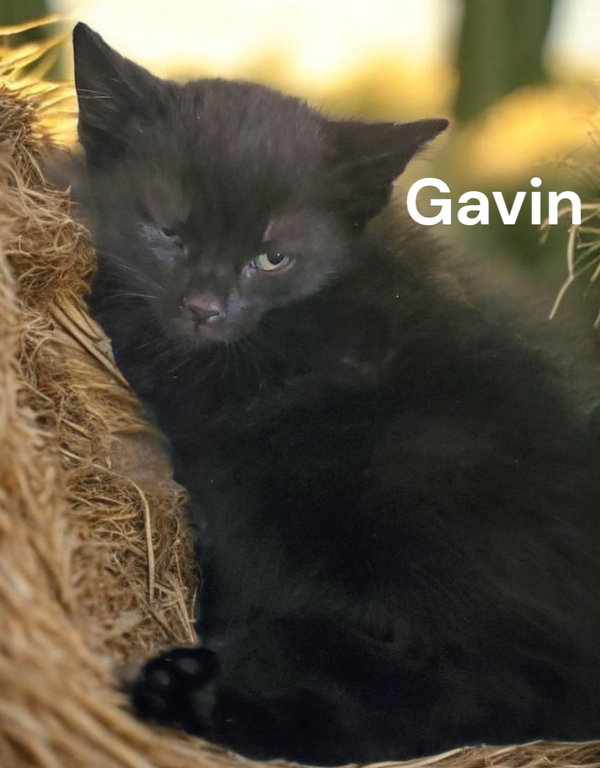 Gavin