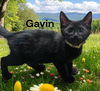 Gavin