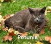 Petunia