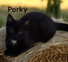 Porky