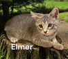Elmer
