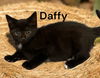 Daffy