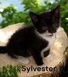 Sylvester