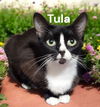 Tula
