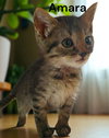 Amara
