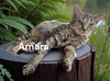 Amara