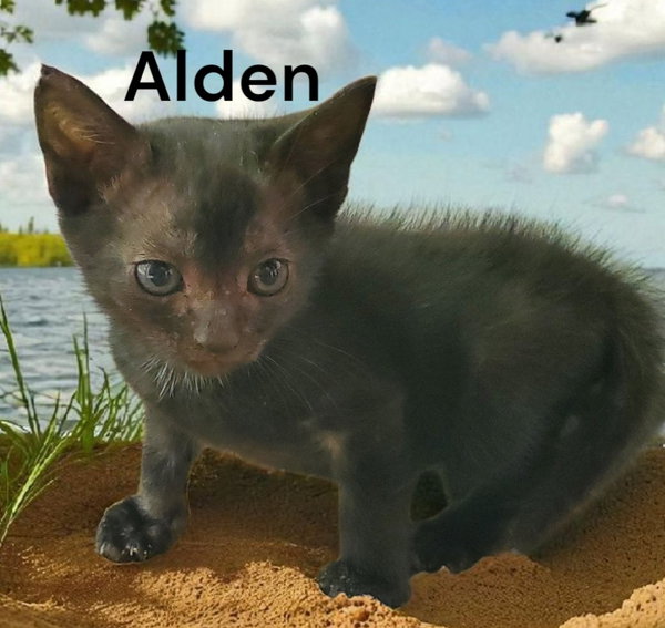 Alden