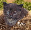 SuSu