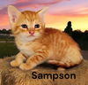Sampson