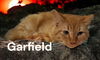 Garfield