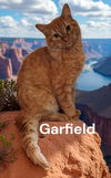 Garfield
