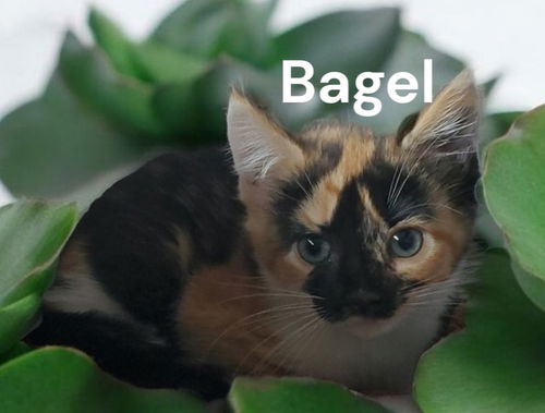 Bagel
