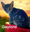 Gaylord