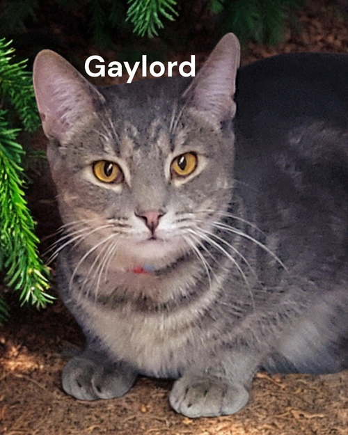 GAYLORD - Tabby available for adoption