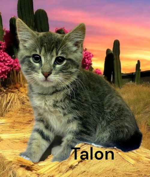 Talon
