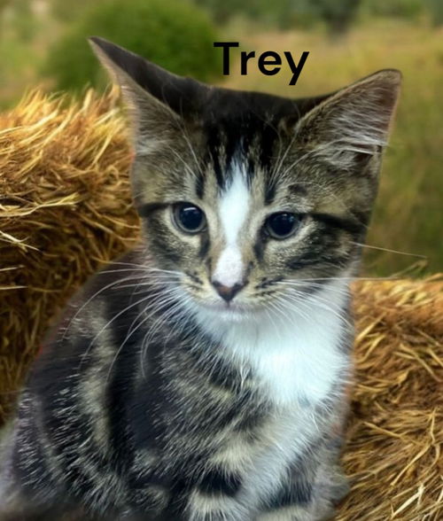 Trey