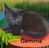 Gemma