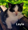 Layla