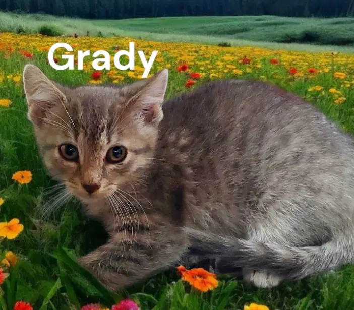 Grady image 4