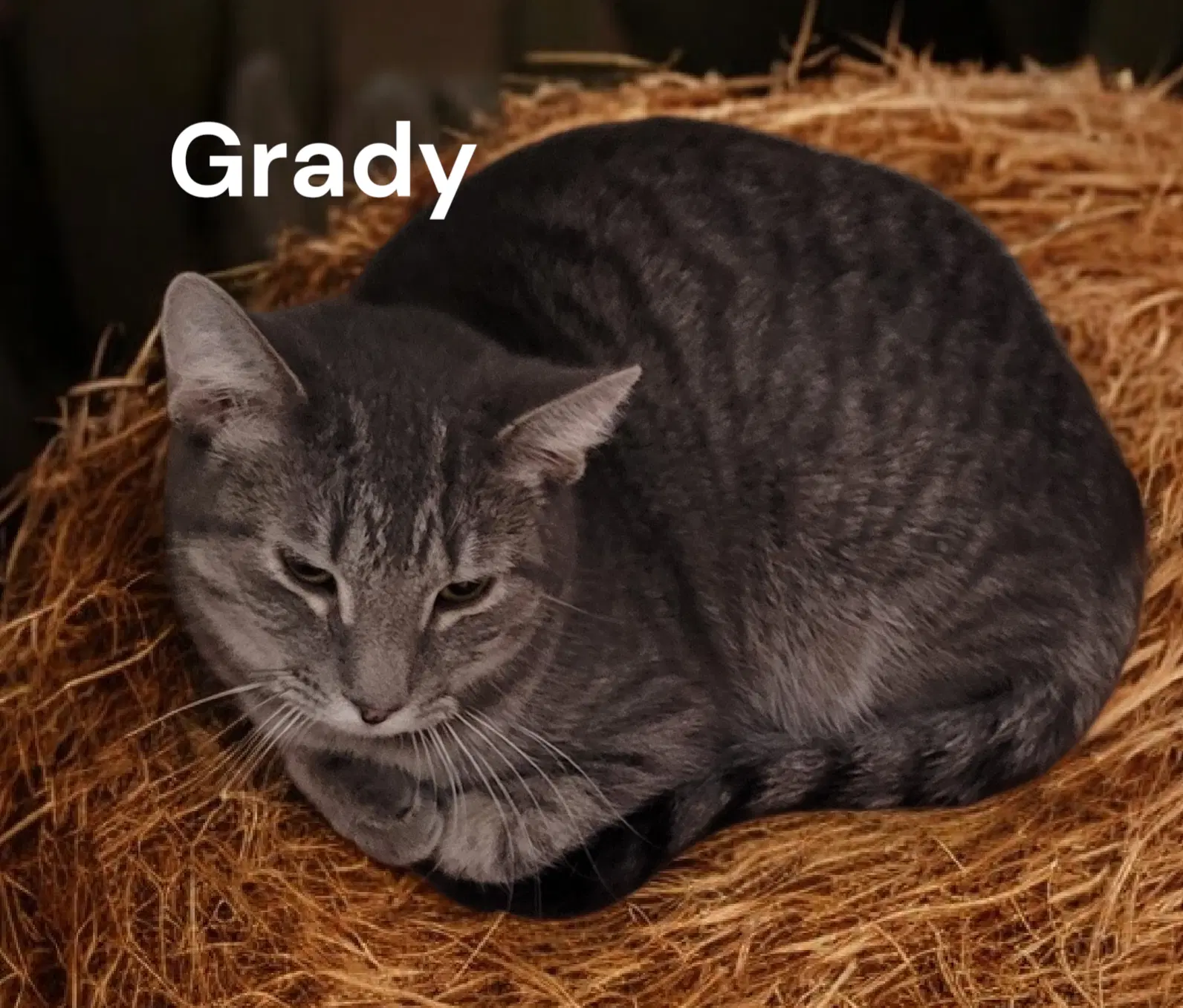Grady image 3