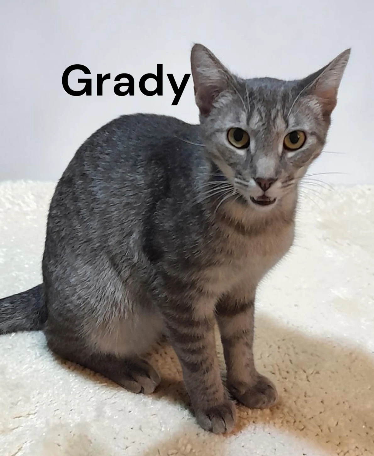 Grady