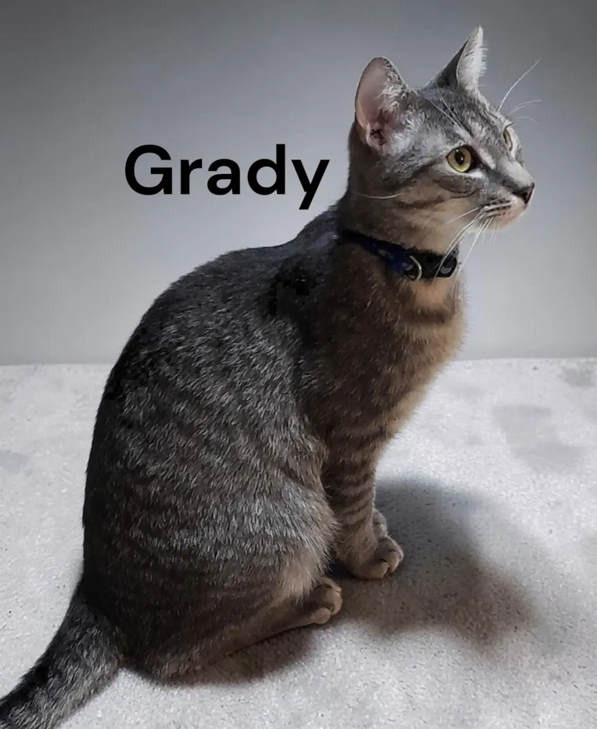 Grady image 2