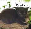 Greta