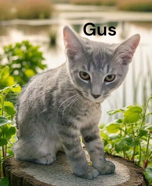 Gus