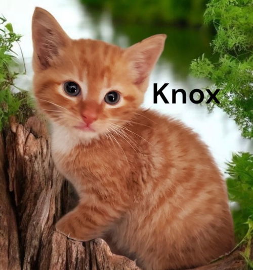 Knox
