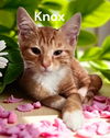 Knox