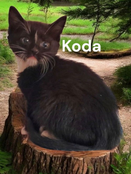 Koda