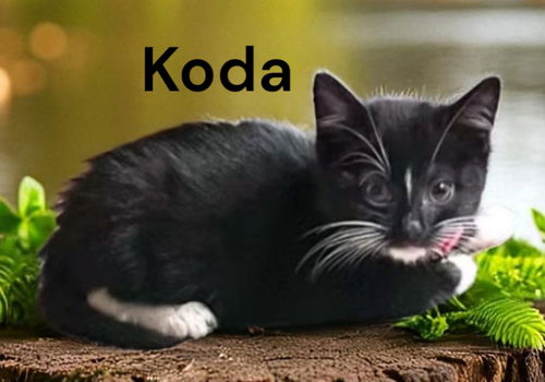 Koda