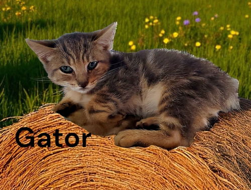 Gator