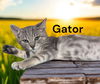 Gator