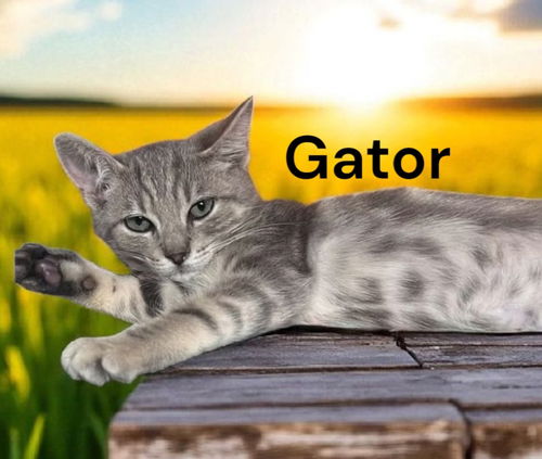 Gator