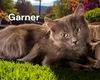 Garner