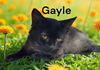 Gayle
