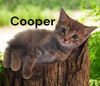 Cooper