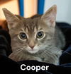 Cooper